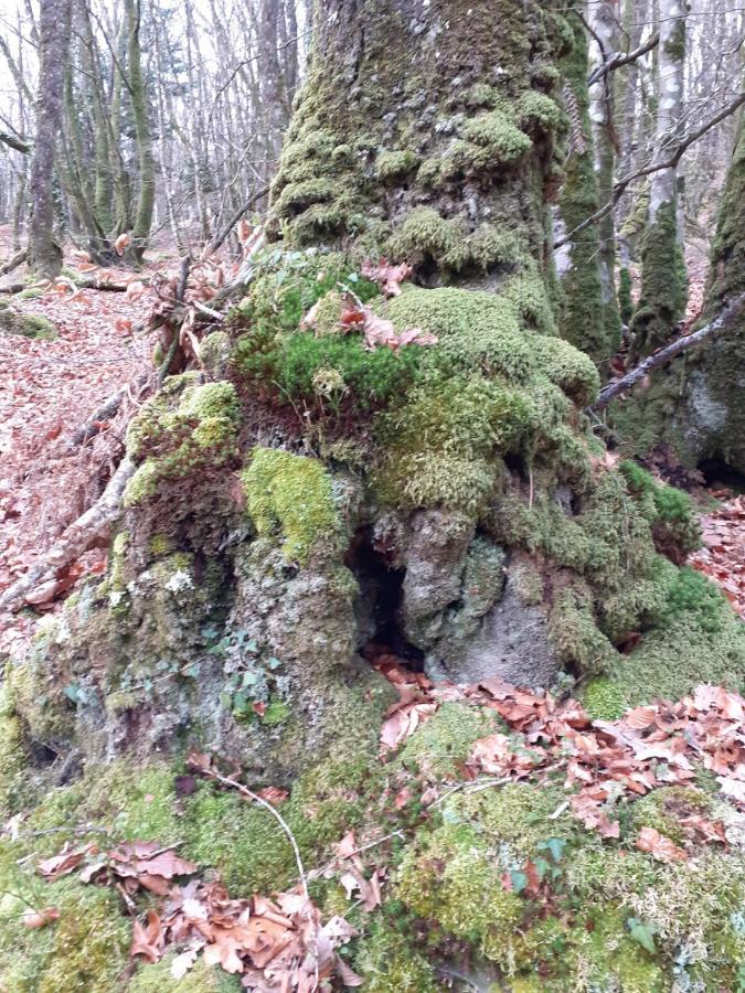 Locarn Lodge, Goas Rep Exteriör bild